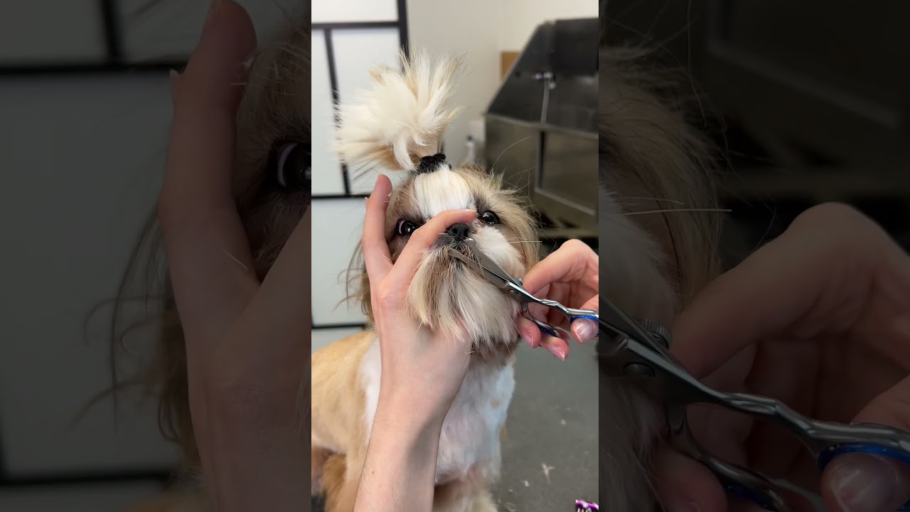 This clipper cuts like butter - Maisy approved! 👌