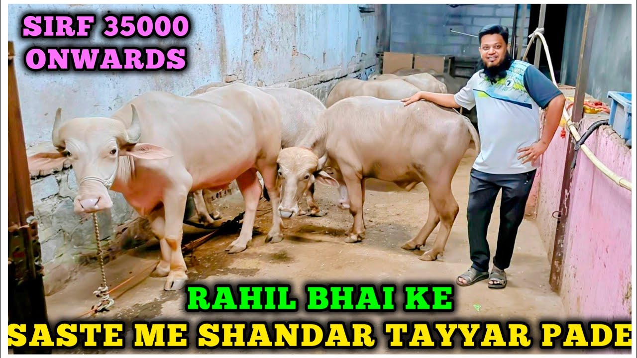 Rahil Bhai 2 RAHIL BHAI Ka Dhamaka Offer Wo Bhi Tayyar Pade Pe🔥| Saste Pade in ...
