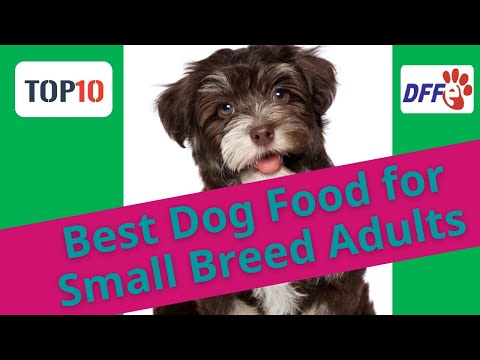 Video: What Food To Choose For Small Breed Dogs