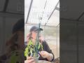 My Friday evening #allotment #greenhouse #allotmentlife #garden #gardening #tattoos