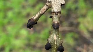 Weeping ash - twig & buds - January 2025
