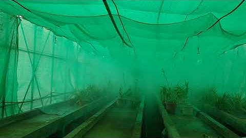 Fogger System with timer