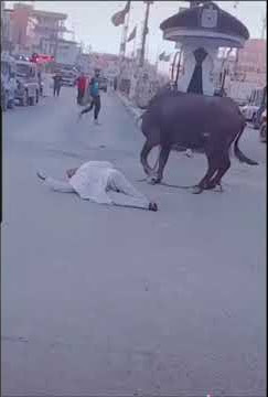 جاموسه هائجه في البصره سوق الزبير لولا لطف رب العالمين جان مات الرجل