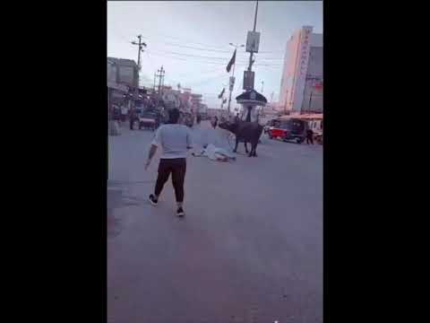 جاموسه هائجه في البصره سوق الزبير لولا لطف رب العالمين جان مات الرجل