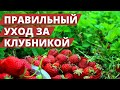 КЛУБНИКА, ПРАВИЛЬНЫЙ УХОД БЕЗ ГОЛОДОВКИ