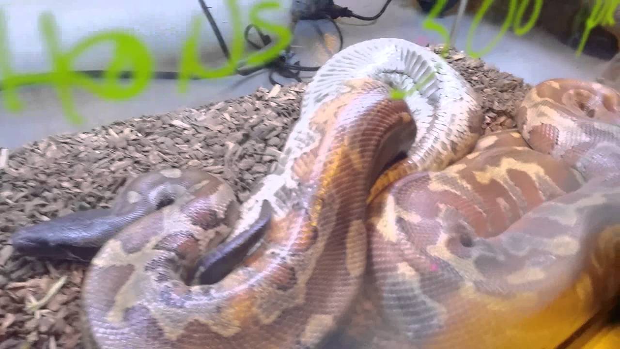 beasty New York reptile White Plains Expo 04/17/15