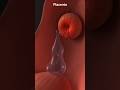 4 week embryo inside of womb | #baby #fetusdevelopment #health #fetus