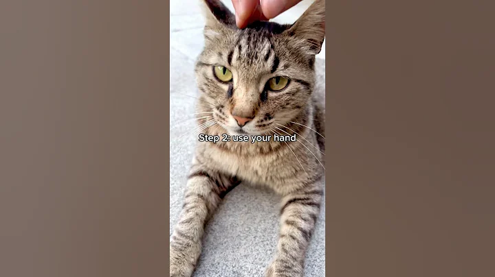 How to Pet a Stray Cat (The RIGHT Way!?) 🤪 #cat #cats #kittycat #kitten #funny #catrescue #shorts
