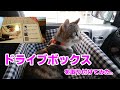 ドライブボックスを付けてみた！I attached a drive box! 219 #nanami #進めーねこにゃん