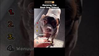 Ranking The Best Dog Videos Ranking Shorts Sonly