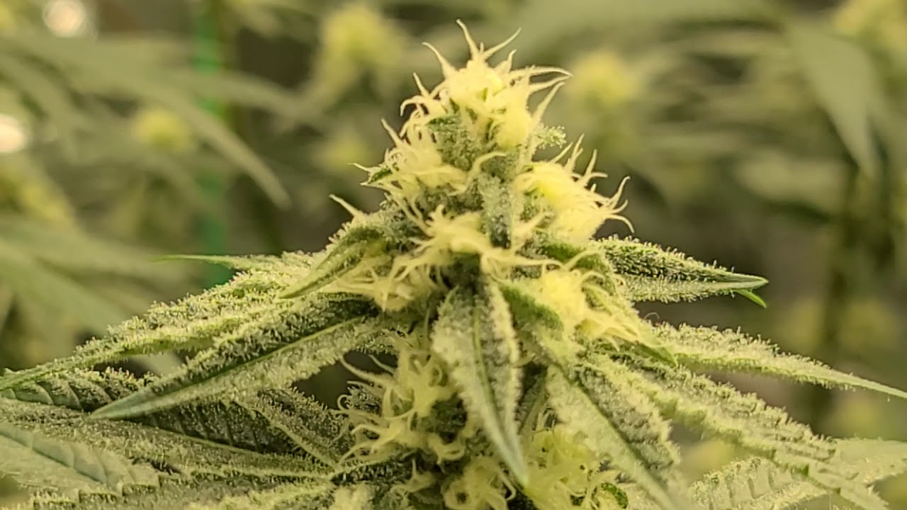 Platinum Kush Breath Remix day 30