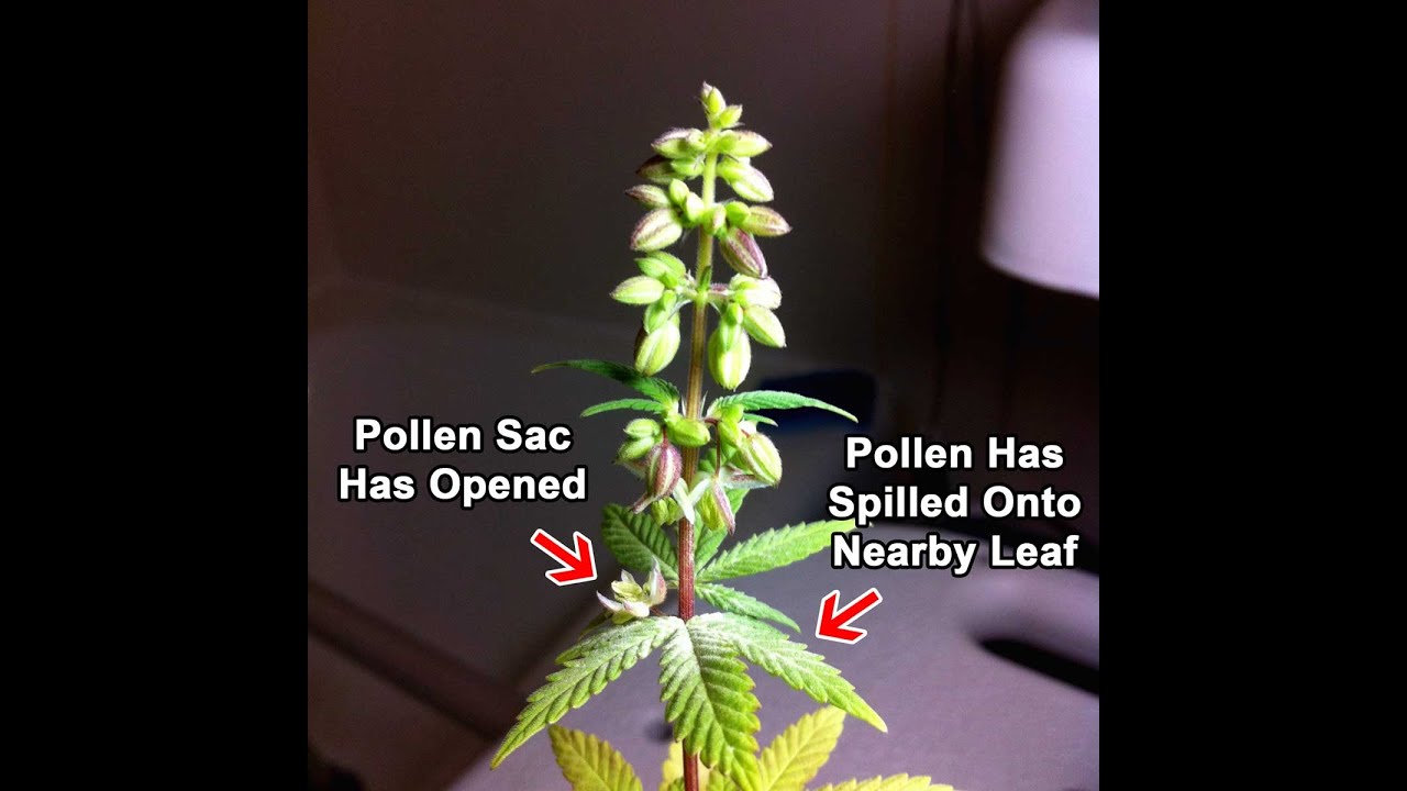 Easy-peazy pollination method