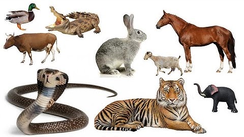 Animals name in malay from pashto, English, urdu | learn malay #malaylanguage (19)