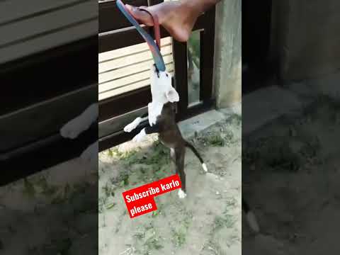 November 24, 2022 #pitbull #pyppy #attack #indian #shorts #viral #status #dogattack #trending