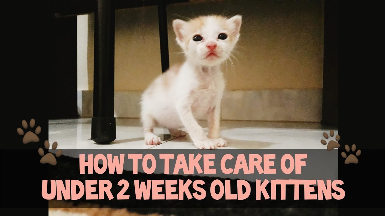 How to Take Care of Under 2 Weeks Old Kitten Kittens