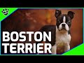 Boston Terrier Dogs 101 - The American Gentleman の動画、YouTube動画。
