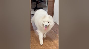 ご飯の匂いを感じたサモエド犬 #サモエド #サモエドスマイル #samoyed #大型犬 #サモエド子犬 #癒し