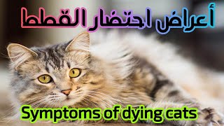 Symptoms of dying cats and how to act when these symptoms appear