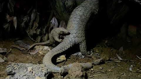 Ấn tượng cảnh tê tê mẹ cõng con đi tìm thức ăn  | Chung tay bảo vệ tê tê khỏi bờ vực tuyệt chủng