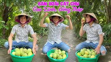 Xoài Cát Chu Cao Lãnh Đồng Tháp thơm ngon ngọt giá tận vườn  - Vi Na TV