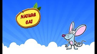 Nature Cat Squeeks Run