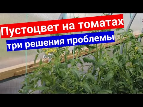 Томаты цветут, а завязей так и нет!? Заканчивается июль! Почему не завязываются помидоры.