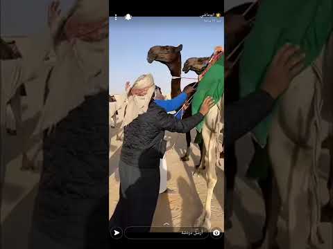 منقية ابن العوف العامري مشارك في شوط العشرين مهرجان الظفره ٢٠٢٢