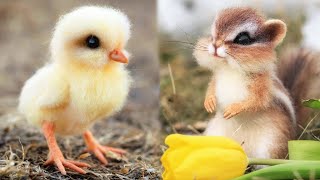 AWW Animals SOO Cute! Cute baby animals Videos Compilation cute moment of the animals #5