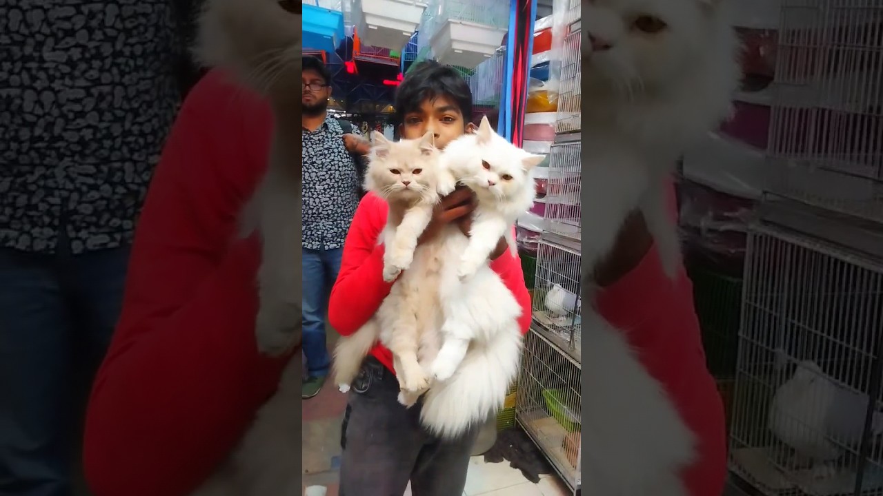 katabon parsiyan cat triple code Price in Bangladesh Dhaka Animal