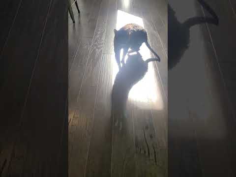 Video: Mastiff