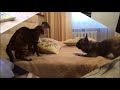 ФРАНЦУЗСКИЙ БУЛЬДОГ И БЕНГАЛЬСКИЙ КОТ.  French Bulldog vs Bengal cat