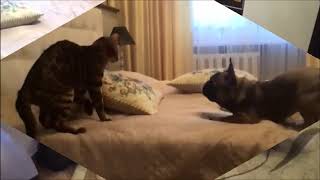 ФРАНЦУЗСКИЙ БУЛЬДОГ И БЕНГАЛЬСКИЙ КОТ. French Bulldog vs Bengal cat ФРАНЦУЗСКИЙ БУЛЬДОГ И БЕНГАЛЬСКИЙ КОТ. French Bulldog vs Bengal cat