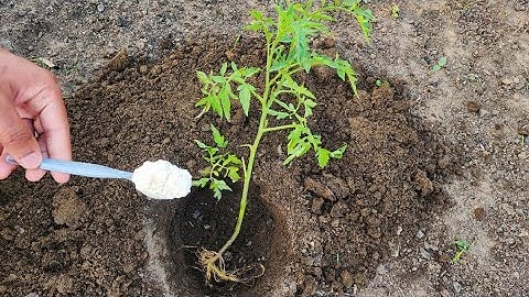 Never Plant Tomatoes Without This. For Large Fruits and More Tomatoes - Must Follow