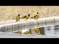 Vietnamese Greenfinch