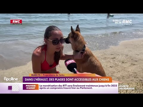 Vidéo: Les plages du golfe acceptent-elles les chiens ?
