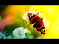 Deeply Relaxing Meditation | Frequency Music 528Hz | Healing Stress Relief Music | Calming Healing