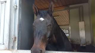 Les plus beaux chevaux du monde #chevaux