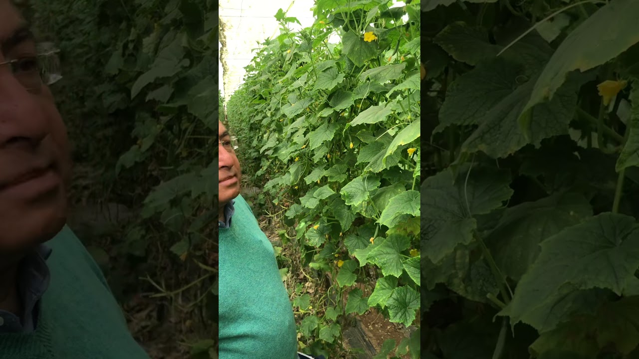 الفيليوم برايم الحل الامثل للقضاء على النيماتودا بشهاده الخبراء