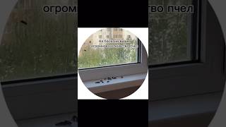 Мед Сладок,Да Жильцы Жалят