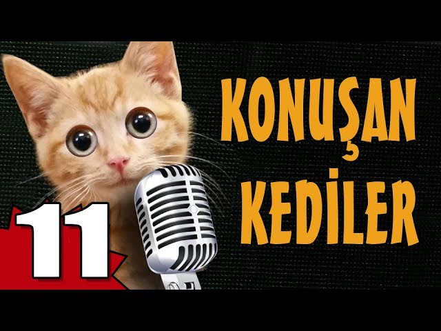 Konusan Kediler 11 En Komik Kedi Videolari Youtube