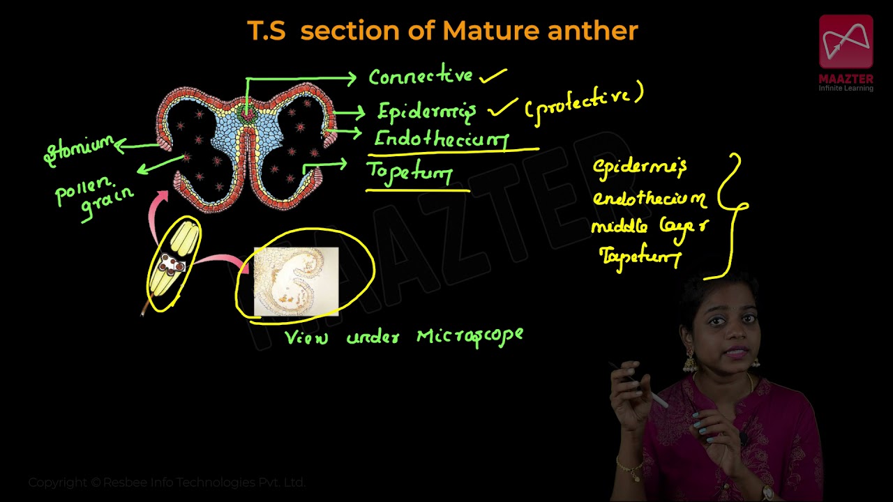 Unit - 01 | Botany class 12 | tn 12th | samacheer kalvi| tamilnadu state board