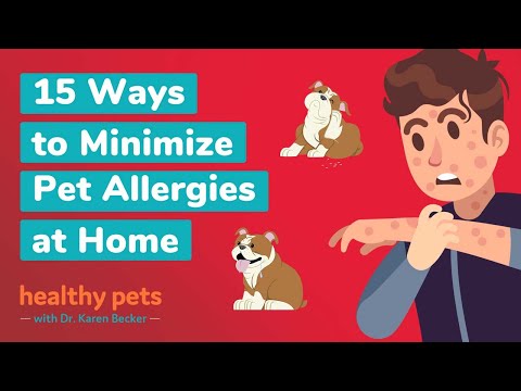 Video: Suteikti tai savo Pomeranijos dienai gali padėti sumažinti skausmingą odos alergiją