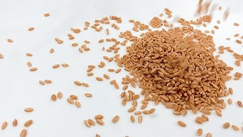 Wheat grains falling in slow motion | stock footage | stock video | Cinefootage