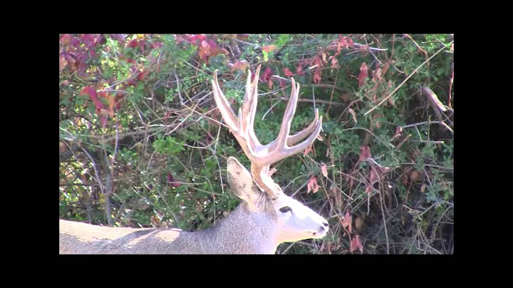 Monster Deer and Elk Late season Utah 2012