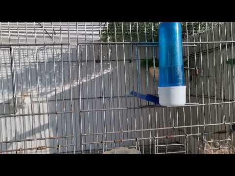 تكملة لموضوع تزاوج ذكر واحد مع أكثر من أنثى