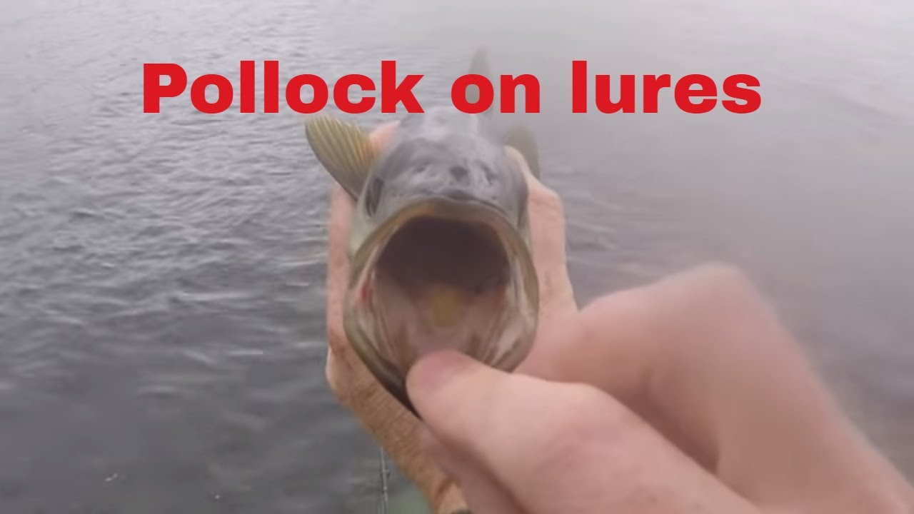 Rock fishing in Cornwall using lures and feathers to catch Pollock