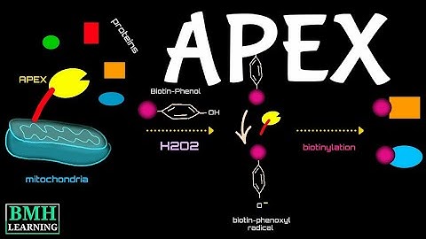 APEX-MS | BioID Vs APEX | Proximity-Labeling Using Peroxidase Enzymes |