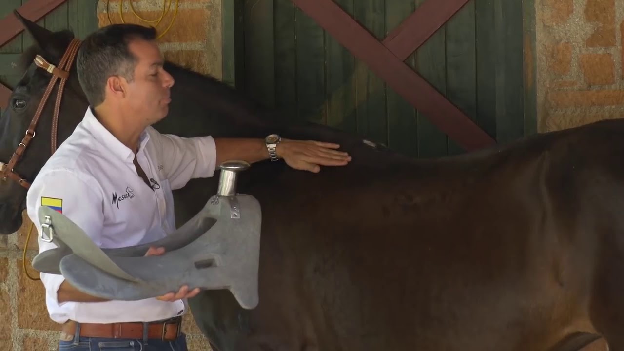 Tipos de Fustes para caballos TvAgro YouTube Tipos de Fustes para caballos TvAgro YouTube