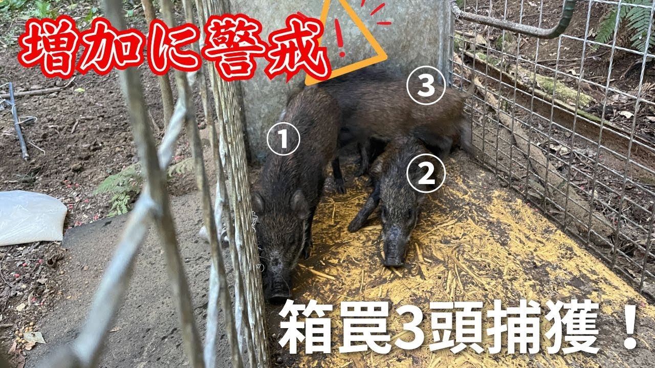 箱罠でイノシシ3頭を捕獲するまで - YouTube