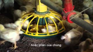 Commercial Poultry Farms Vietnamese Subtitles